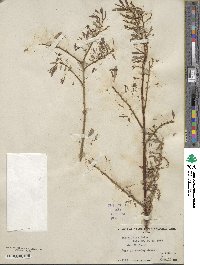 Salix lutea image