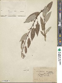 Salix lutea image