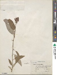 Salix lutea image