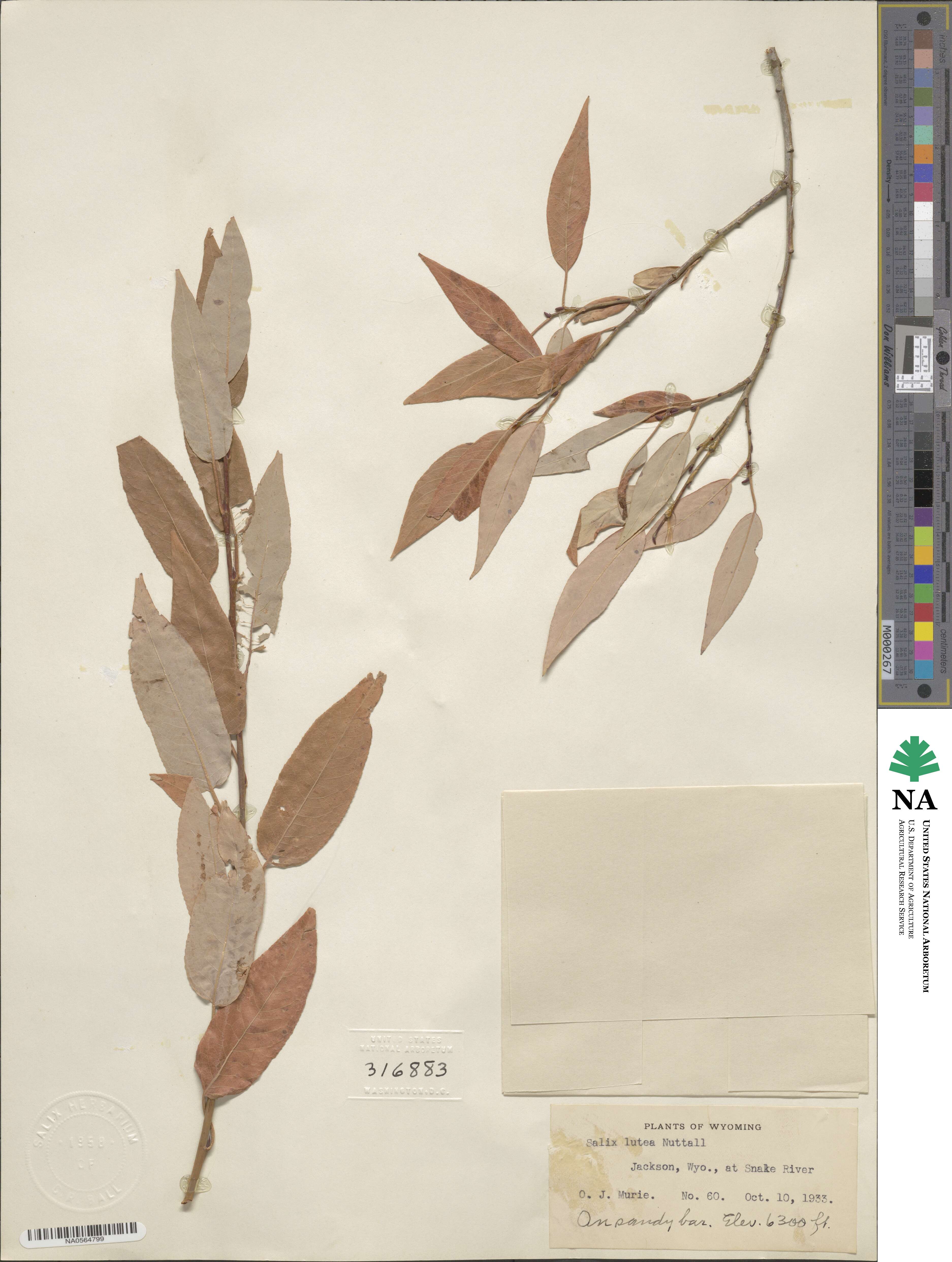 Salix lutea image