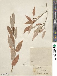 Salix lutea image