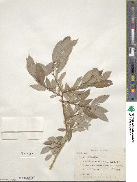 Salix lutea image