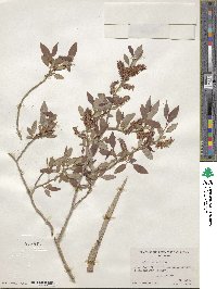 Salix lutea image