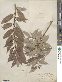 Salix lutea image