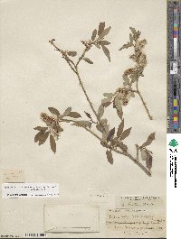 Salix lutea image