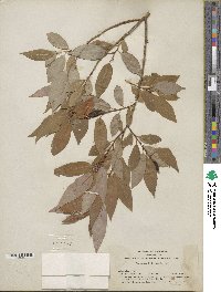 Salix lutea image