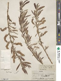 Salix lutea image