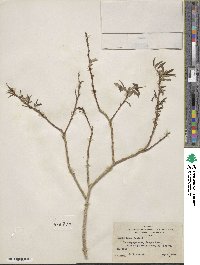 Salix lutea image