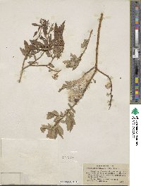 Salix lutea image