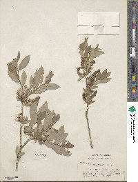 Salix lutea image