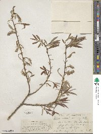 Salix lutea image