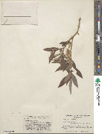 Salix lutea image