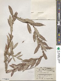 Salix famelica image