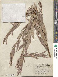 Salix famelica image