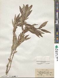 Salix famelica image