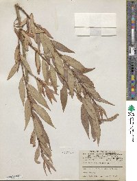 Salix famelica image