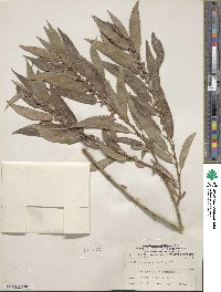 Salix famelica image