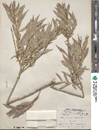 Salix famelica image