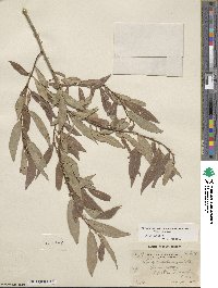 Salix lutea image