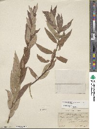 Salix lutea image