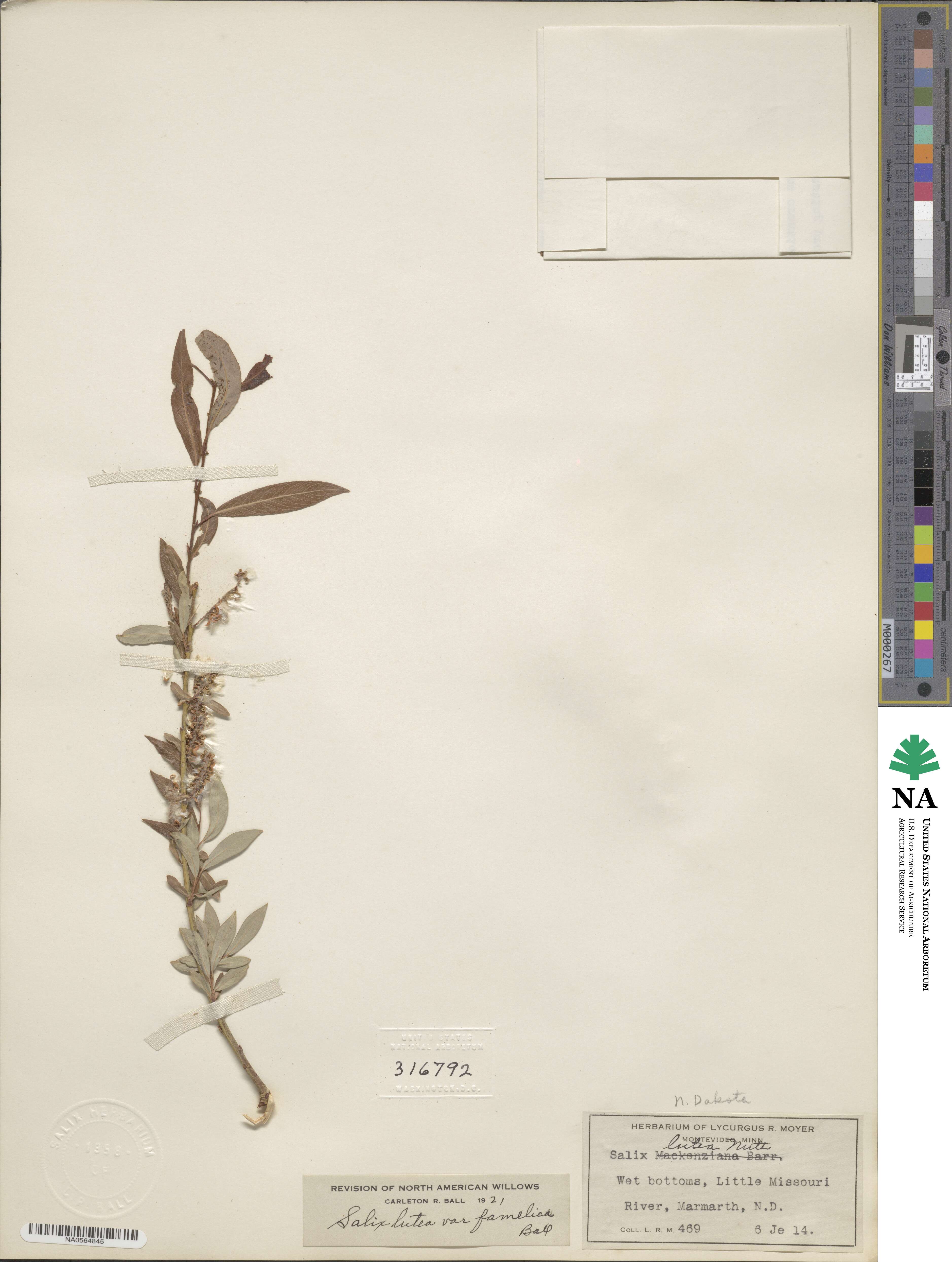 Salix famelica image