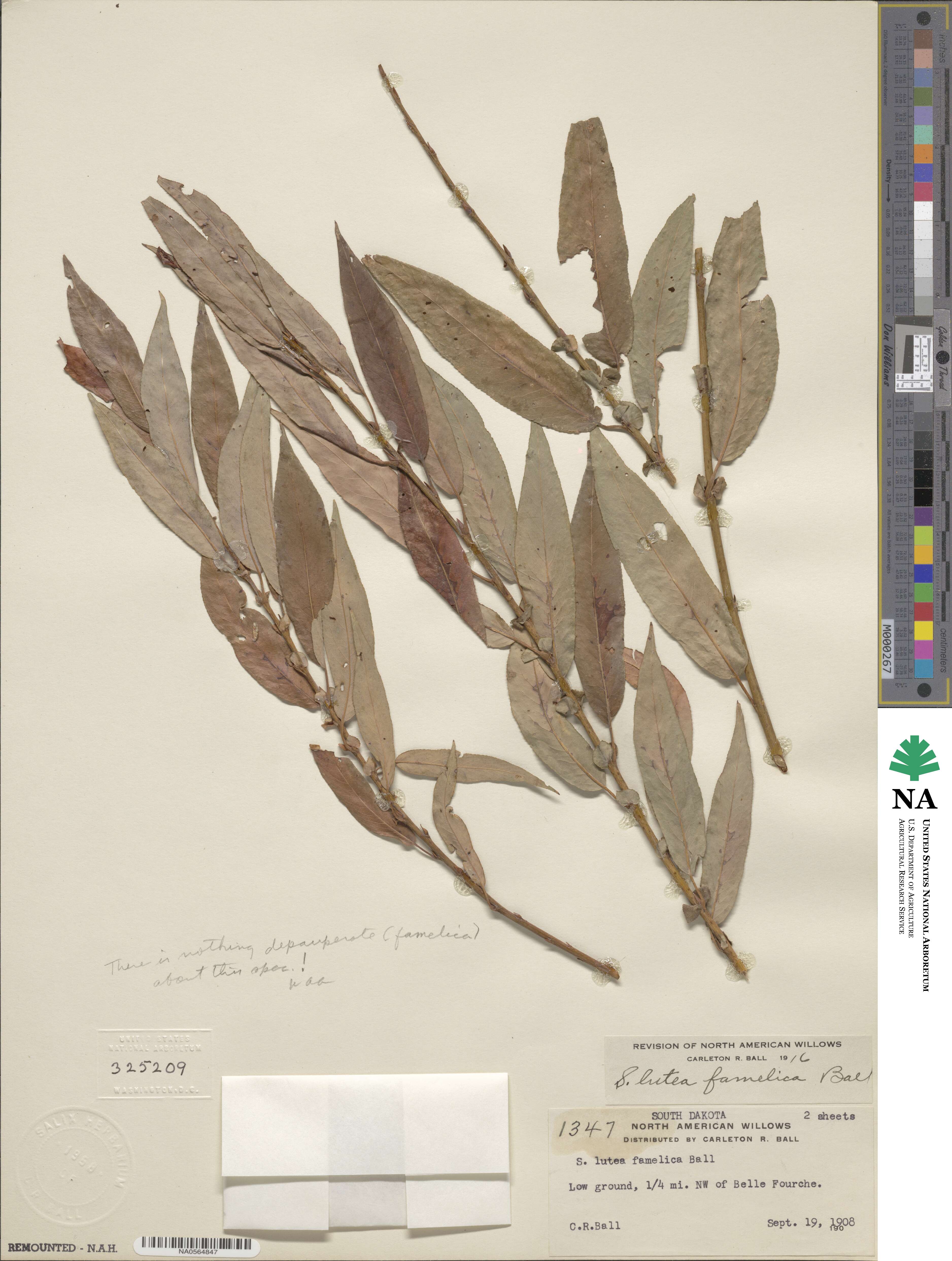 Salix famelica image