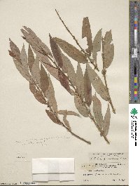 Salix famelica image