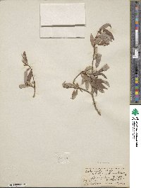 Salix famelica image