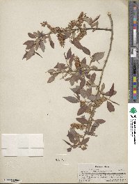 Salix lutea image