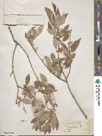 Salix lutea image