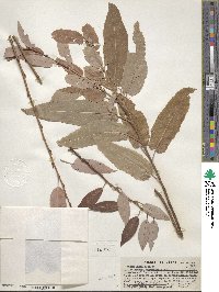 Salix lutea image