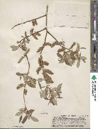 Salix lutea image