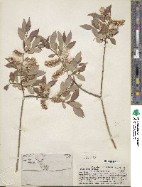 Salix lutea image