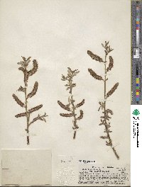 Salix lutea image