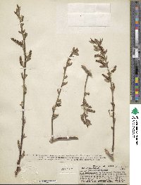 Salix lutea image