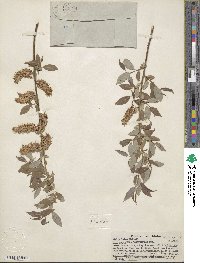 Salix lutea image