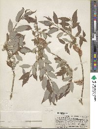 Salix lutea image