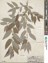 Salix lutea image