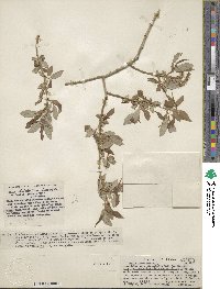 Salix lutea image