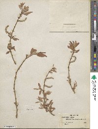 Salix lutea image