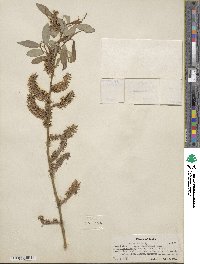 Salix lutea image