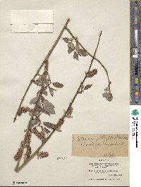 Salix lutea image