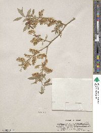 Salix lutea image