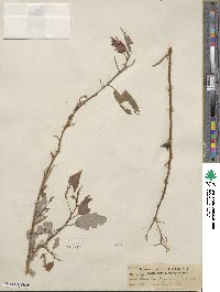 Salix lutea image