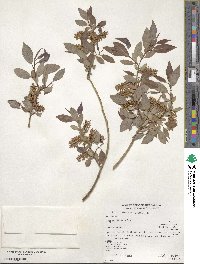 Salix lutea image