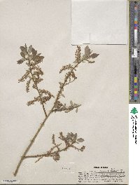 Salix lutea image