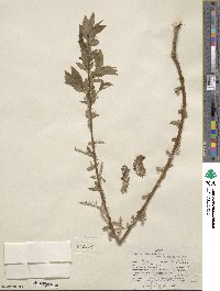 Salix lutea image