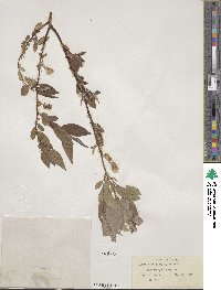 Salix lutea image