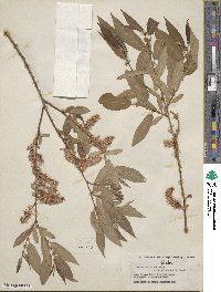 Salix lutea image