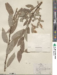 Salix lutea image